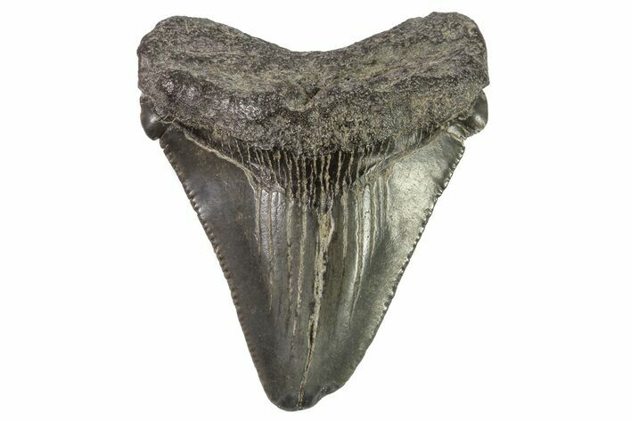 Fossil Chubutensis Tooth - Megalodon Ancestor #83720